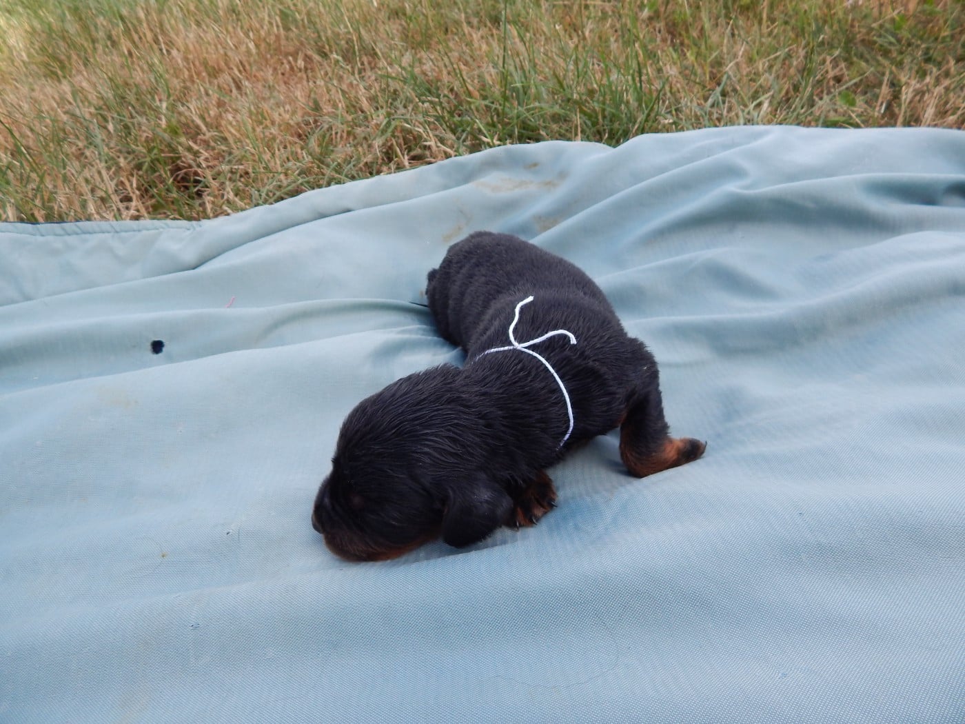 CHIOT 6 / collier Blanc