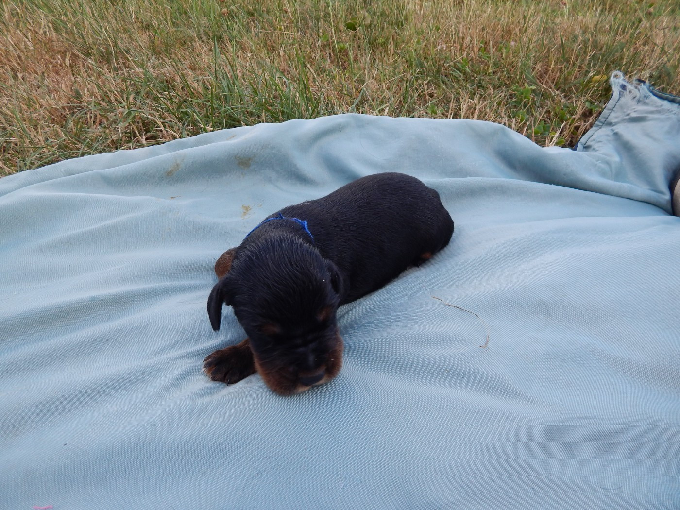 CHIOT 7 / collier Bleu