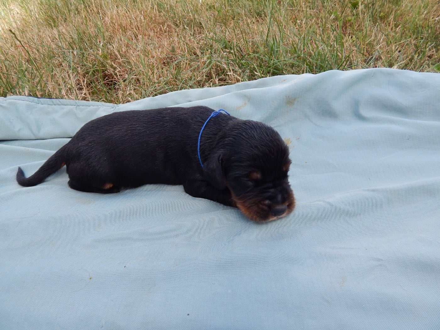 CHIOT 7 / collier Bleu