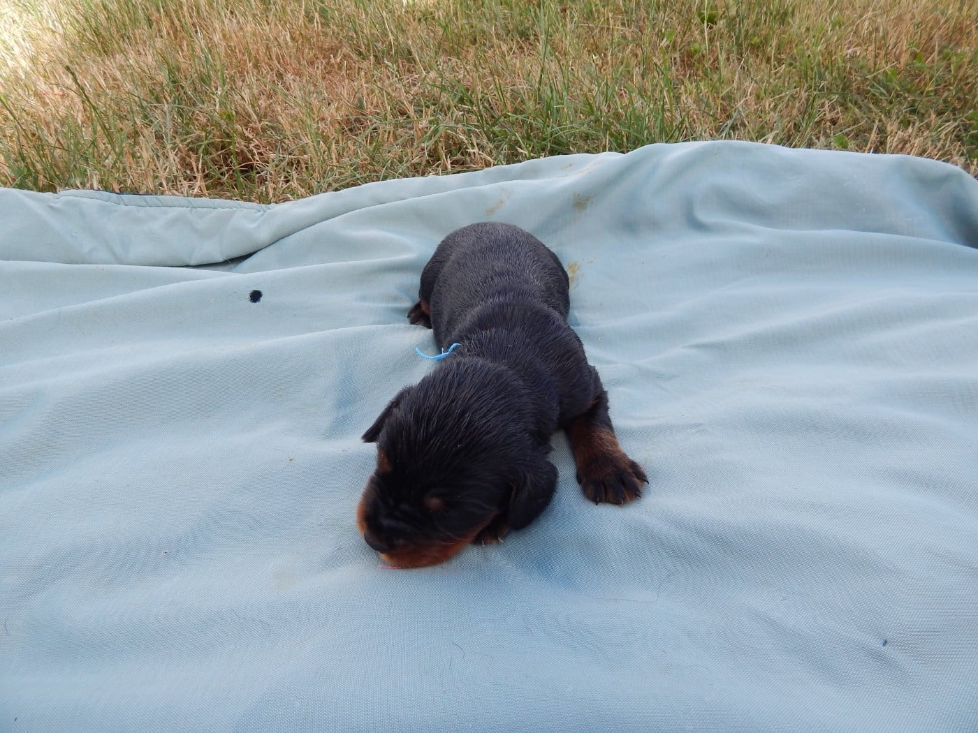CHIOT 8 / collier Bleu Ciel