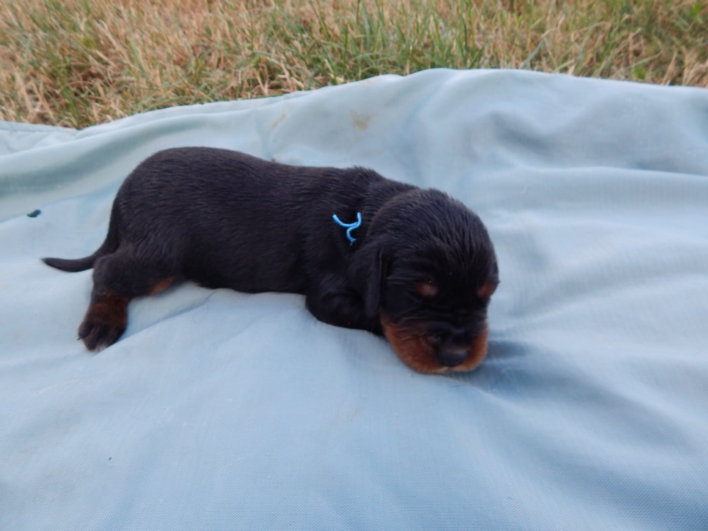 CHIOT 8 / collier Bleu Ciel