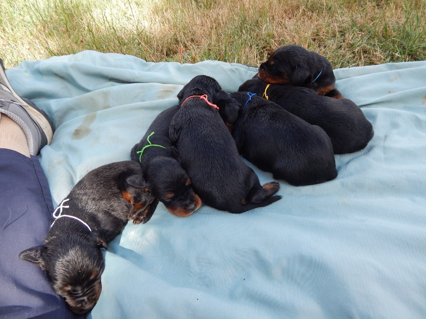 CHIOT 8 / collier Bleu Ciel