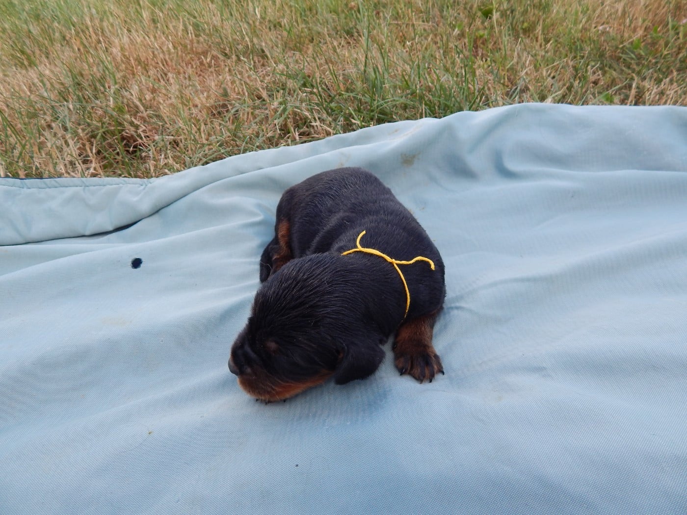 CHIOT 9 / collier Jaune