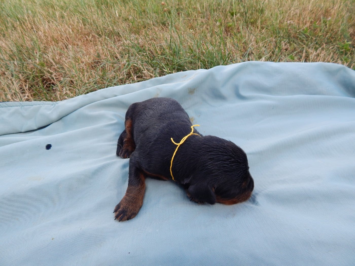 CHIOT 9 / collier Jaune