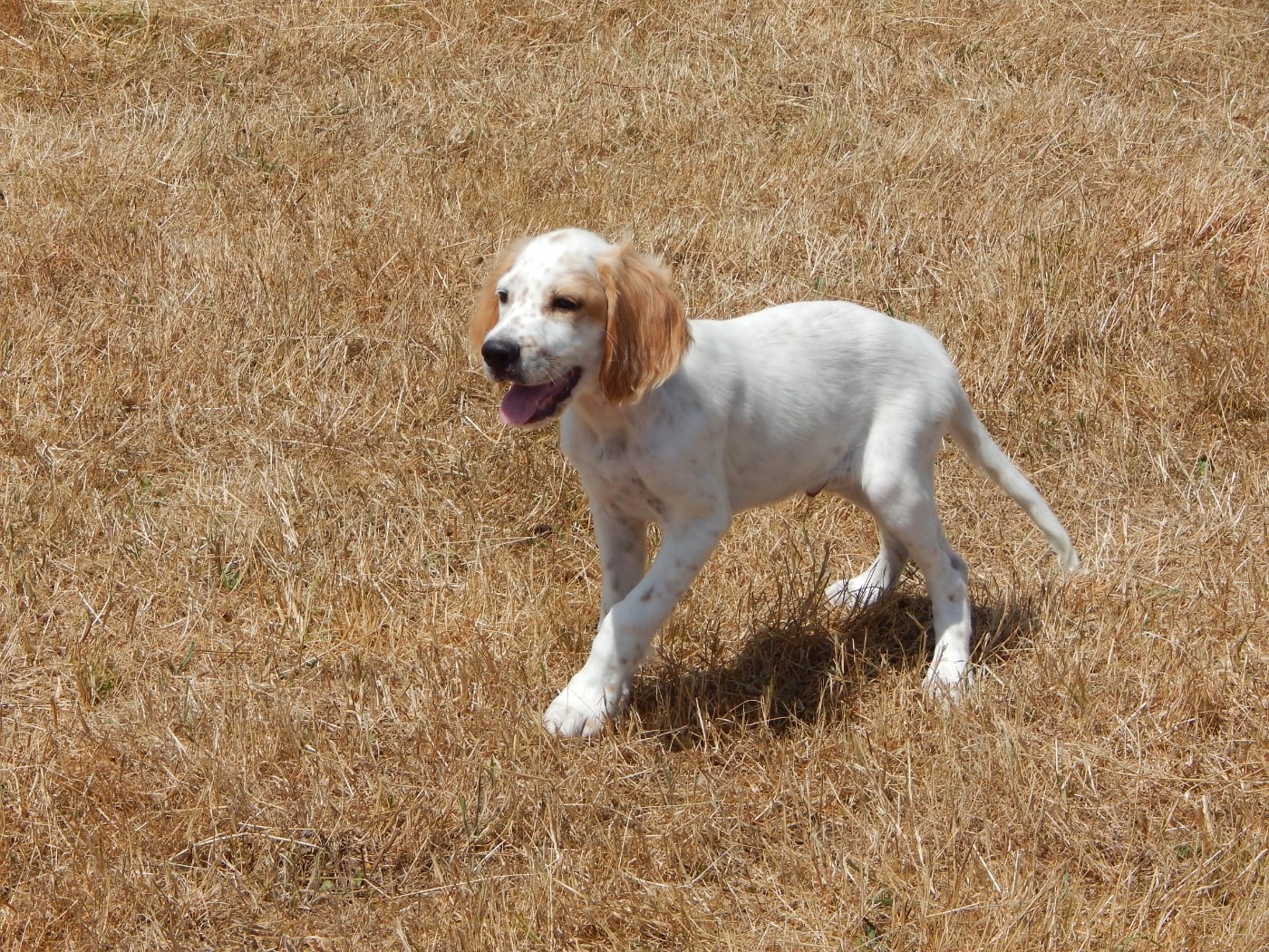 BOLT