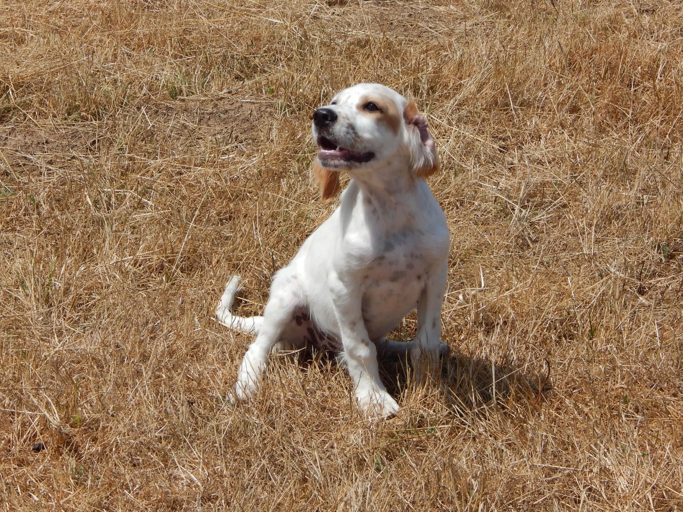 BOLT