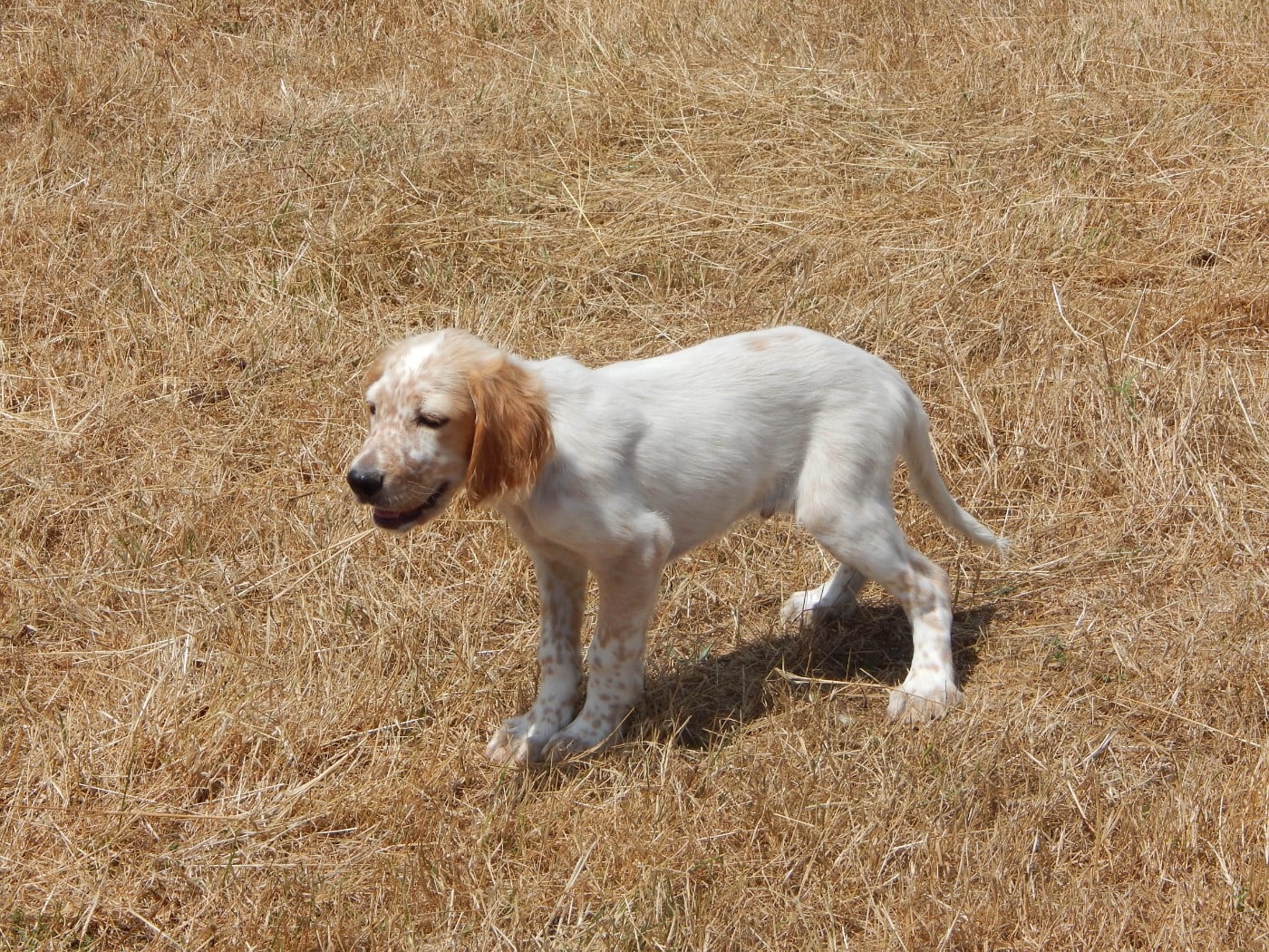 BILLY