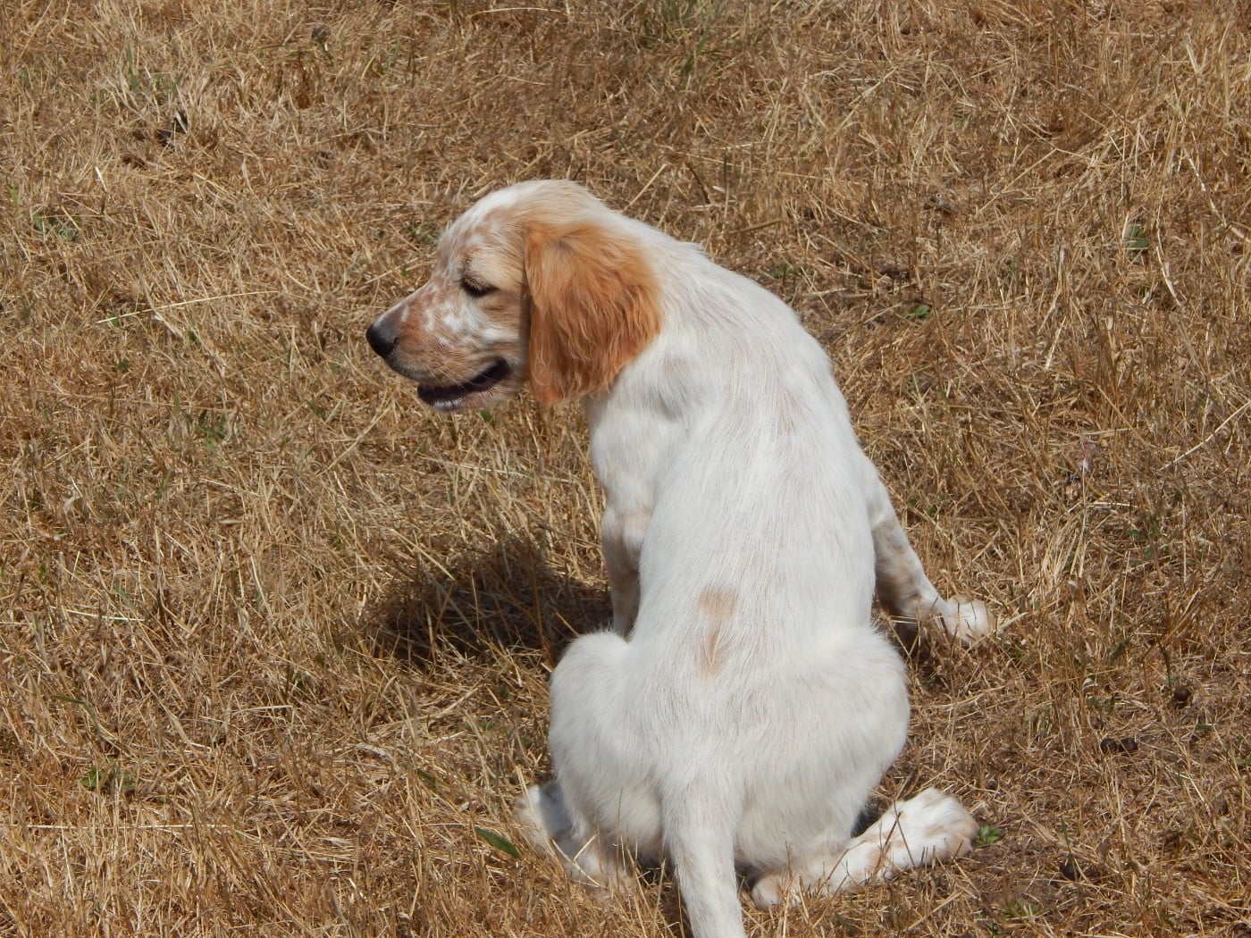 BILLY