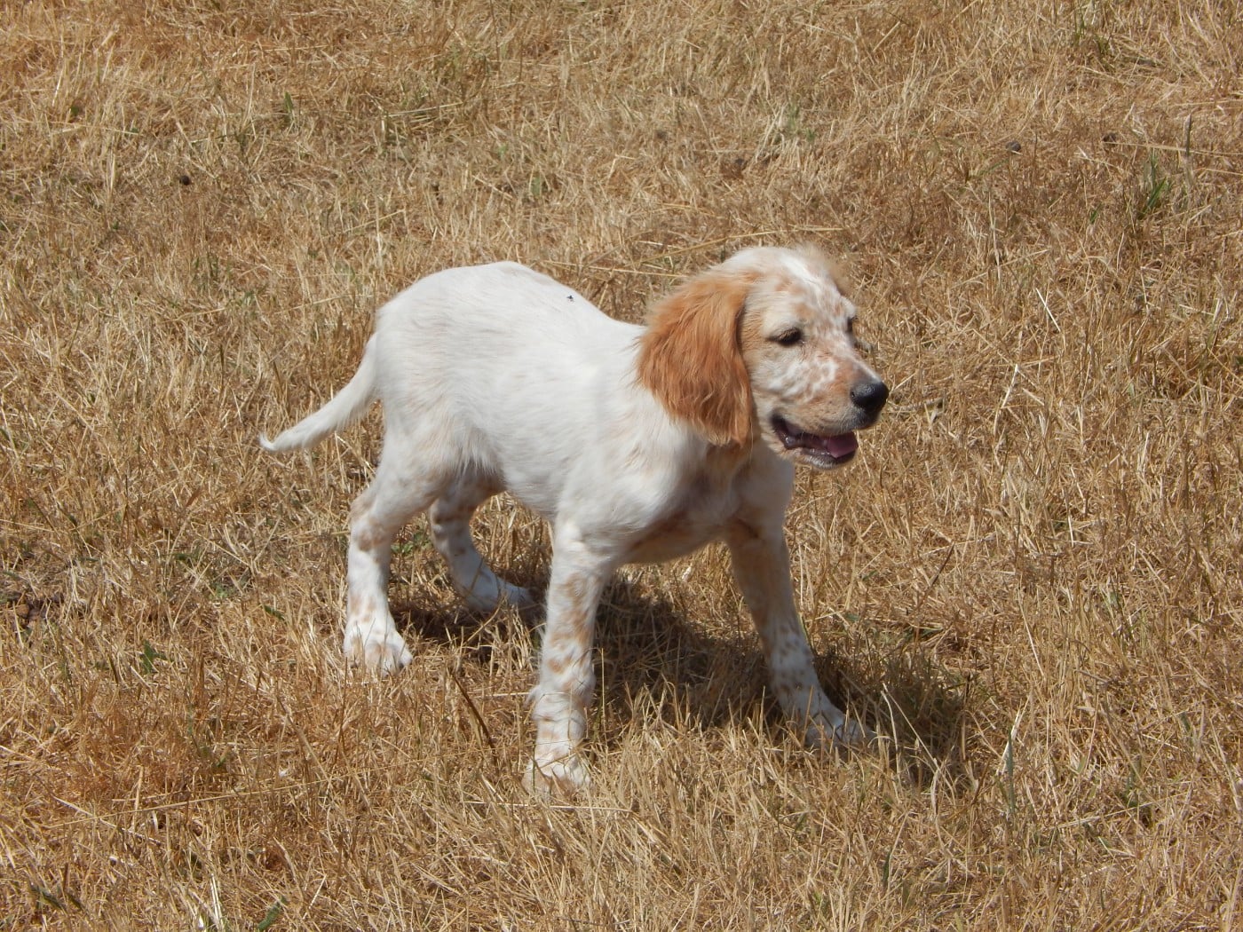 BILLY