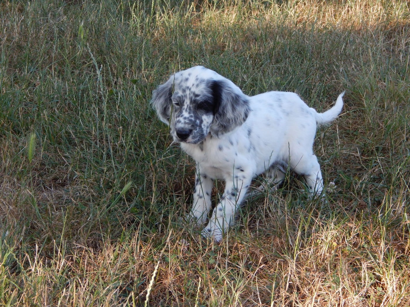 BERETTA