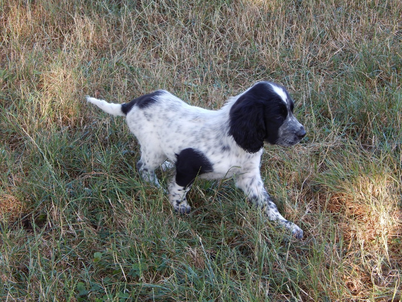CHIOT 7