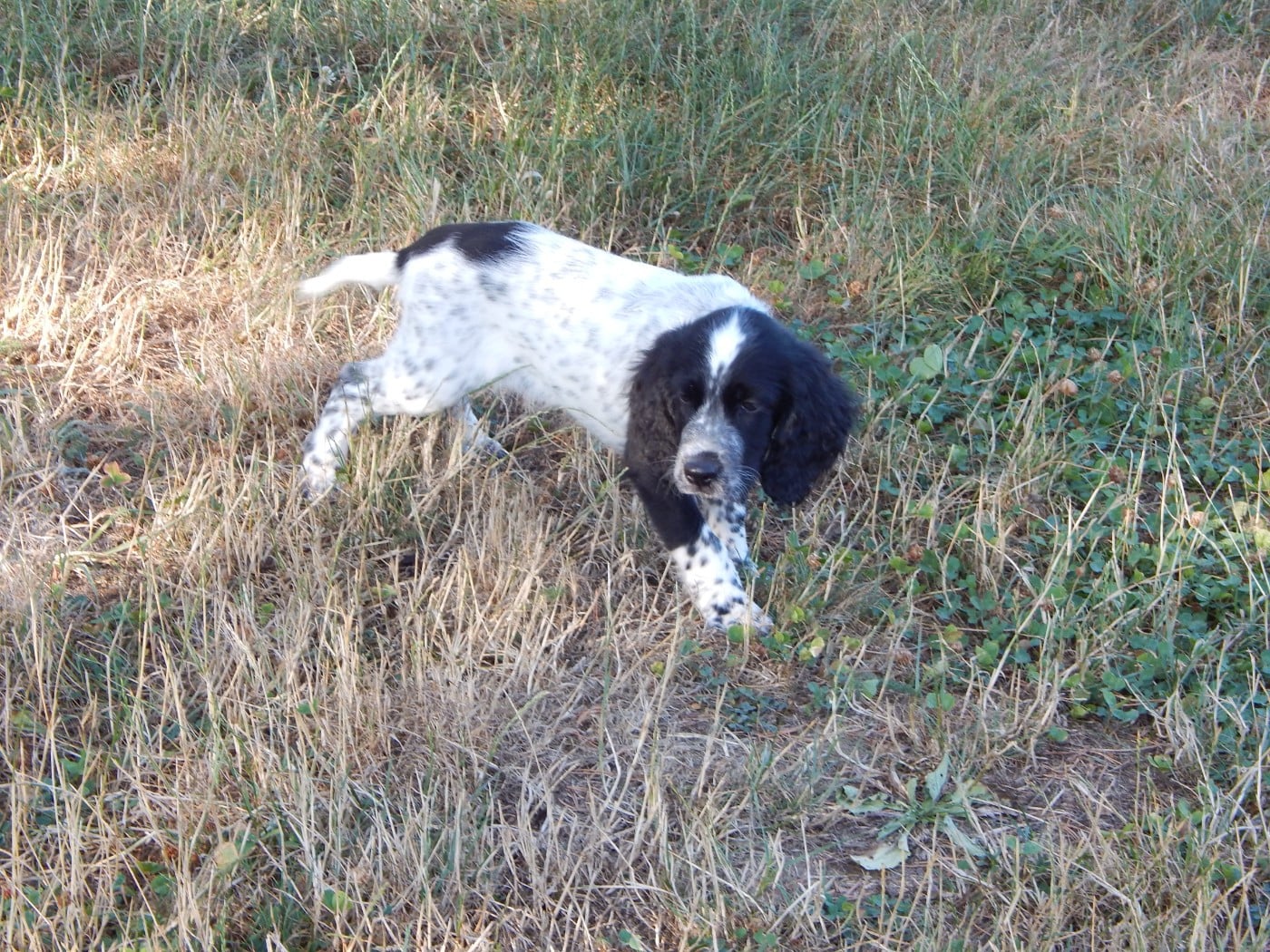 CHIOT 7