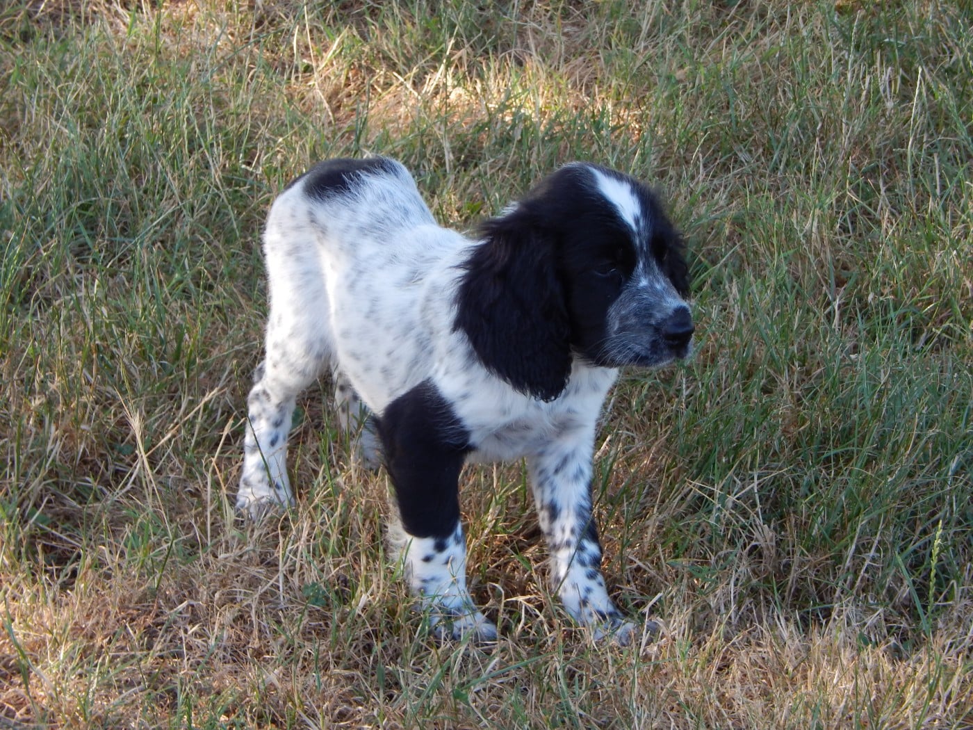 CHIOT 7