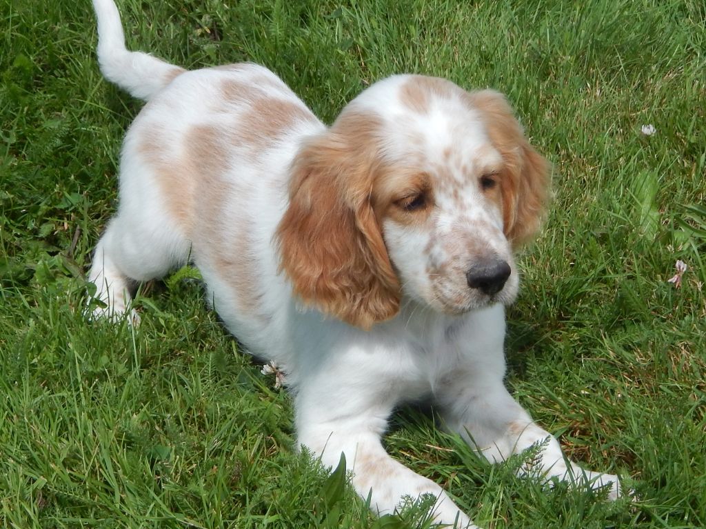 Elevage Du Mas D Eyraud Setter Anglais