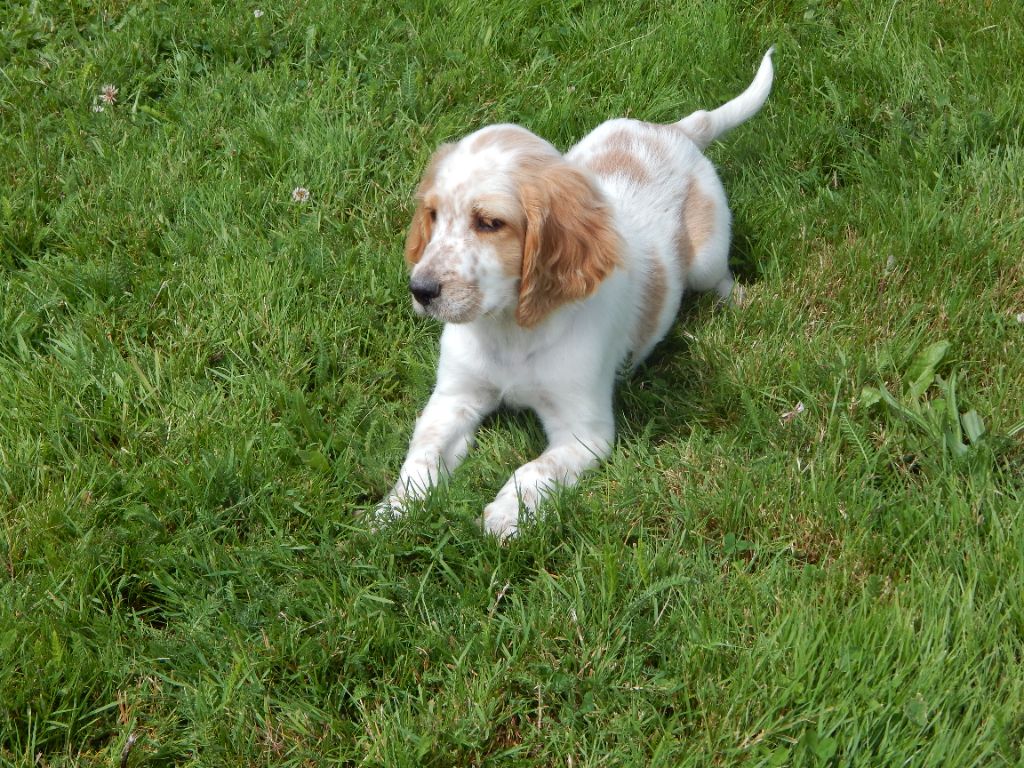 Elevage Du Mas D Eyraud Setter Anglais