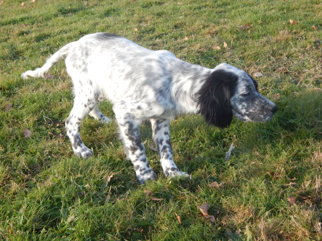 Elevage Du Mas D Eyraud Setter Anglais
