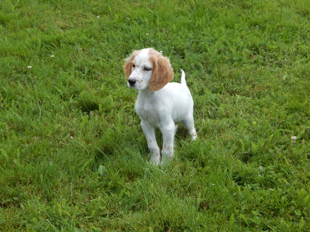 Elevage Du Mas D Eyraud Setter Anglais