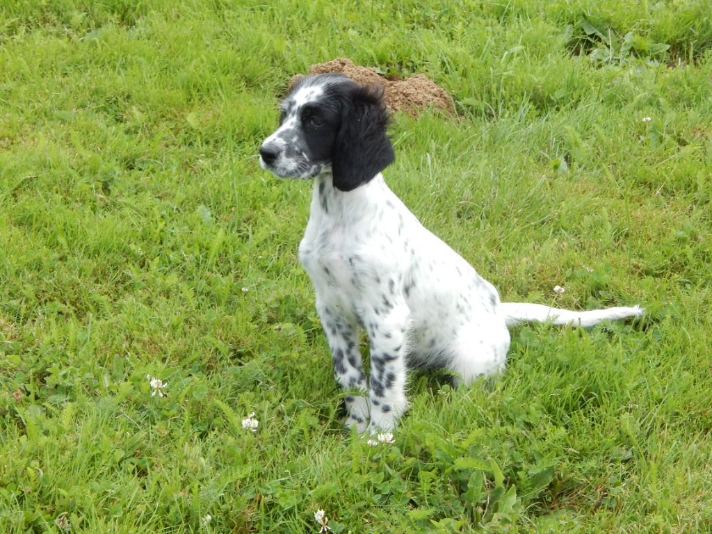 Elevage Du Mas D Eyraud Setter Anglais