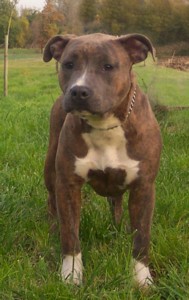 Rixendis tribale Veturia gladiatore