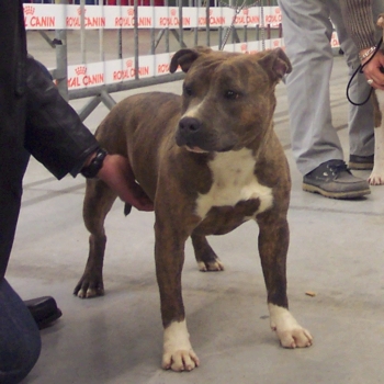 Rixendis tribale Veturia gladiatore