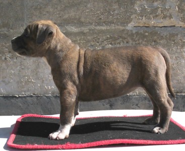 Rixendis tribale Veturia gladiatore