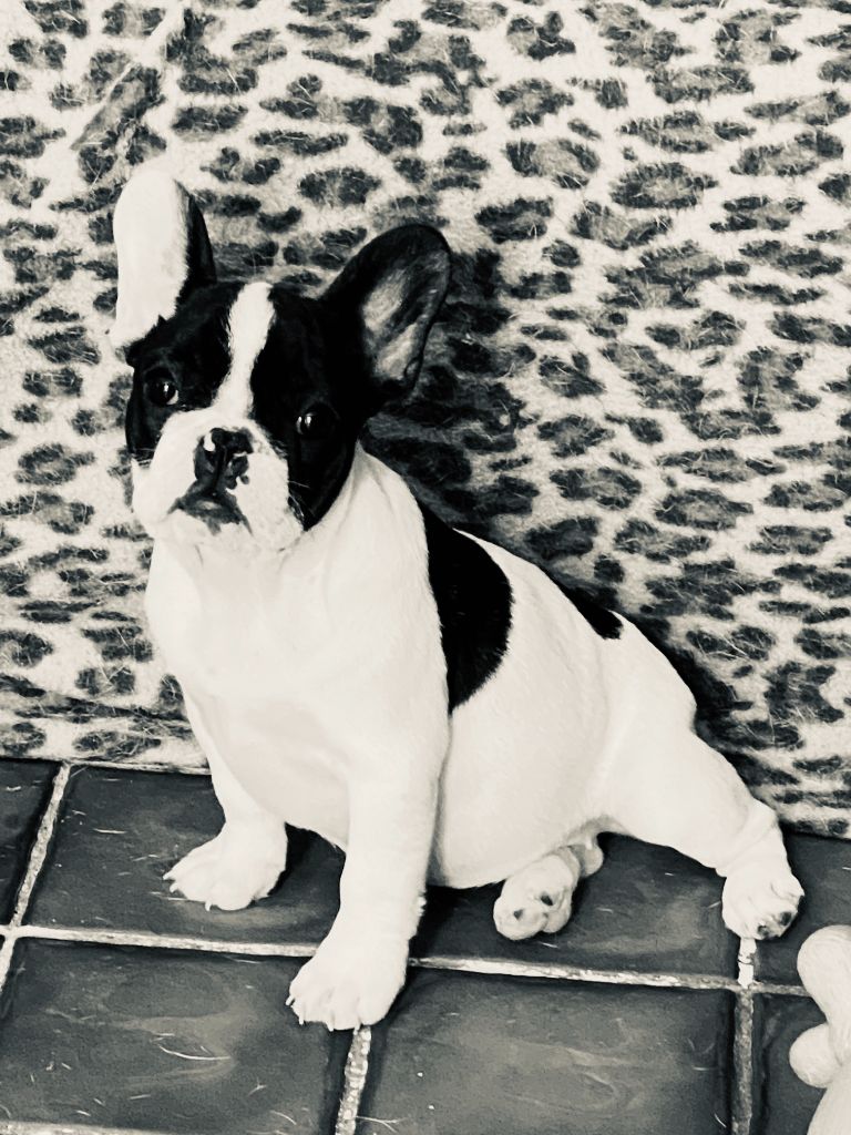 Chiot Bouledogue français, Rita.., femelle disponible