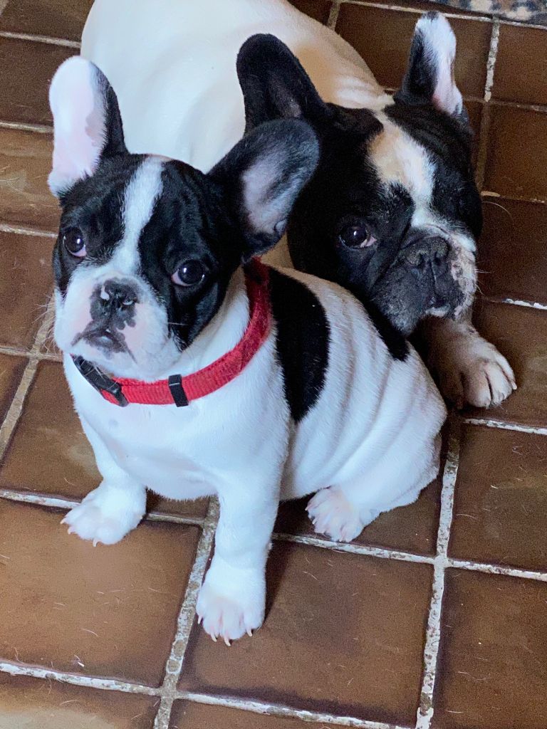 Chiot Bouledogue français, Rita.., femelle disponible