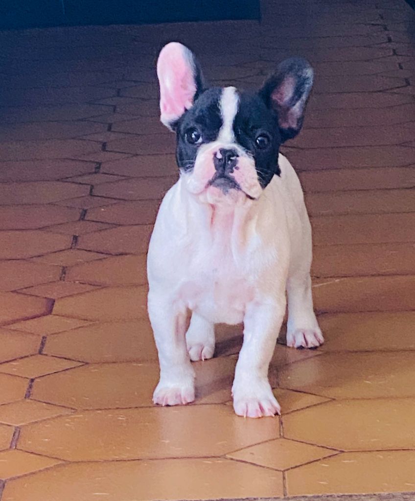 Chiot Bouledogue français, Rita.., femelle disponible