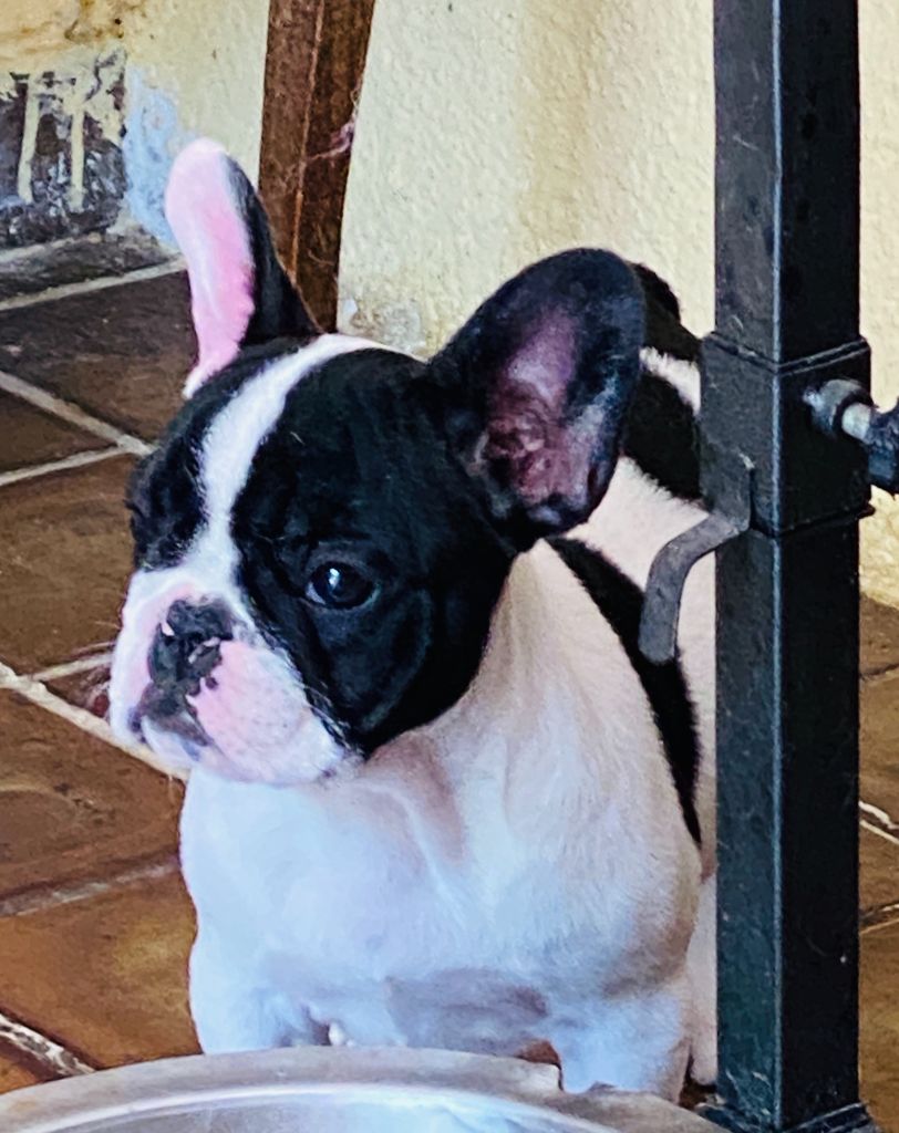Chiot Bouledogue français, Rita.., femelle disponible
