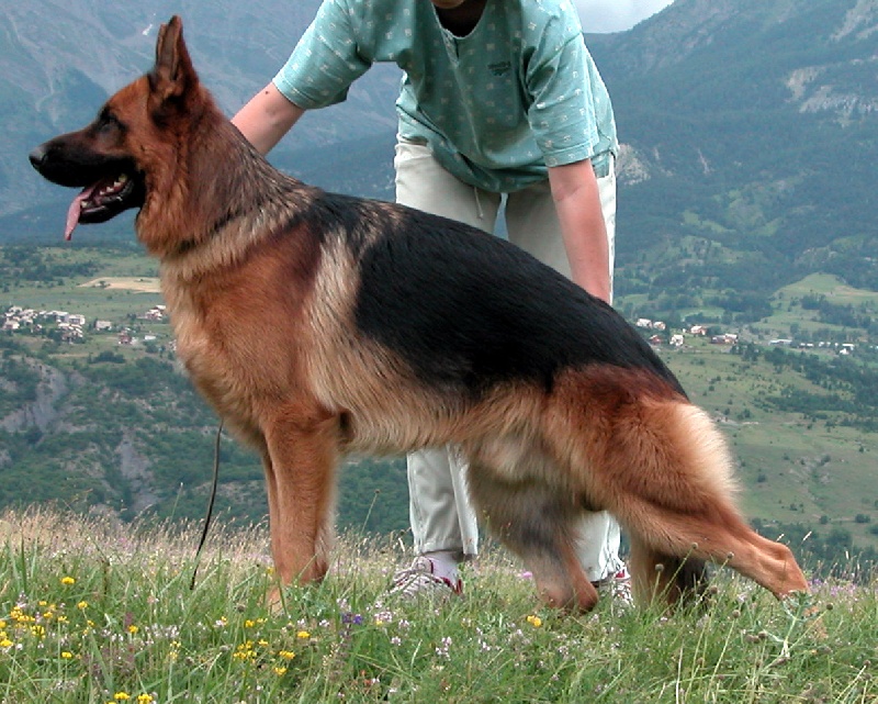 Photo Elevage Du Méolion eleveur de chiens Berger