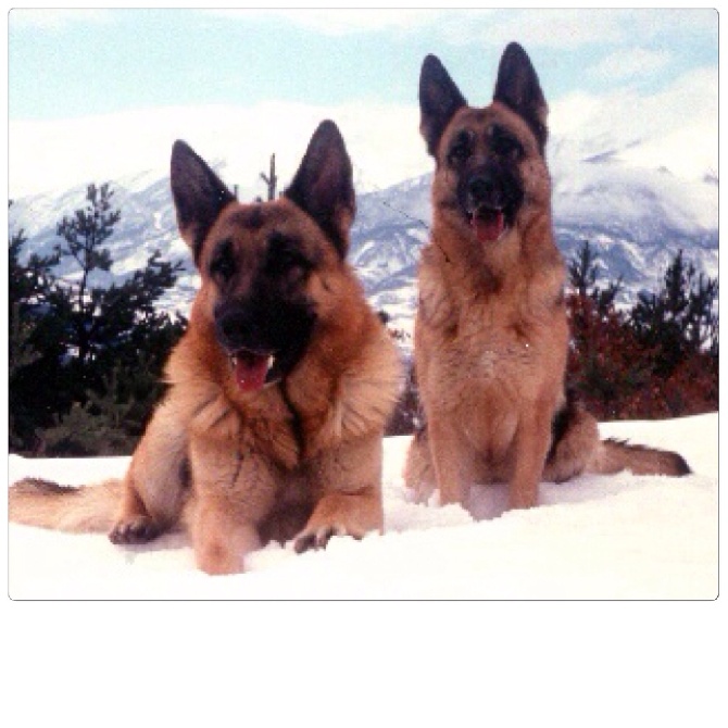 Accueil Elevage Du Méolion eleveur de chiens Berger