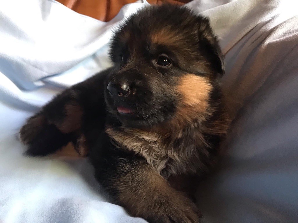 Accueil Elevage Du Méolion eleveur de chiens Berger