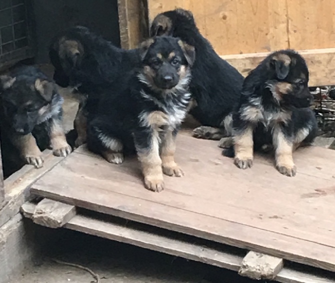 Accueil Elevage Du Méolion eleveur de chiens Berger