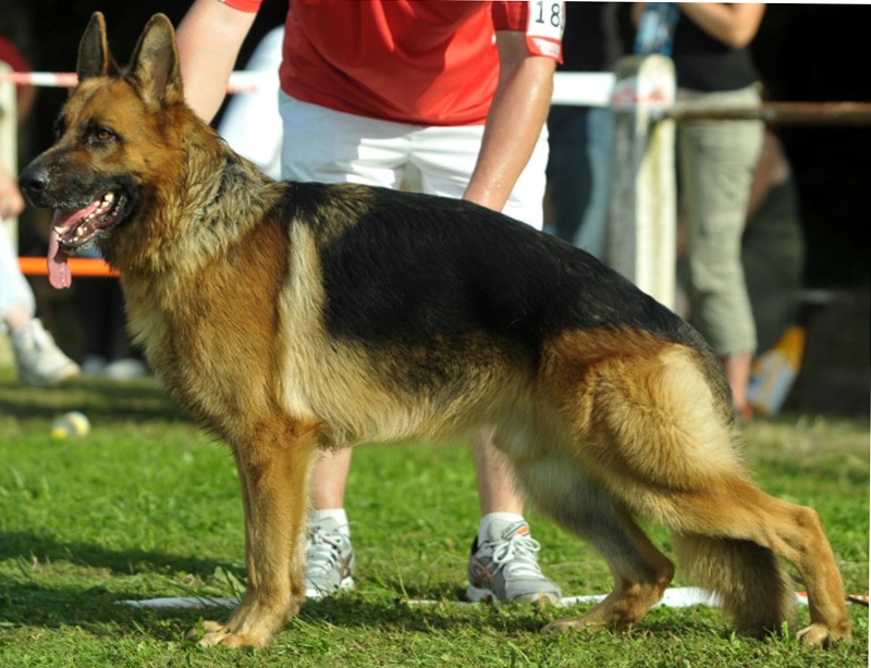 Carlo du Meolion - 5ème excellent