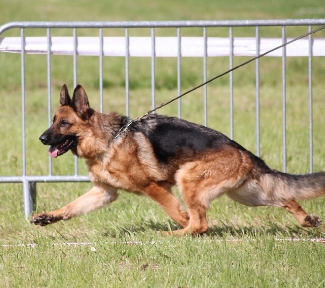 CH. Iorga du Meolion - 1ère excellent classe travail