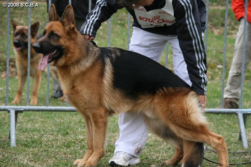 Carlo du Meolion - 1er