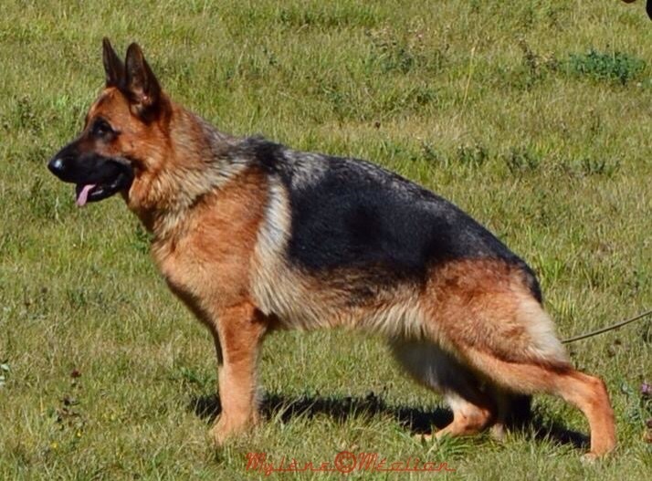 CH. Iorga du Meolion - 2ème excellent classe travail