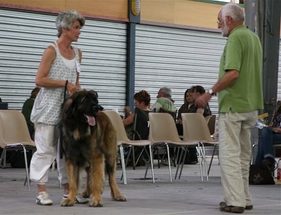 Cessna - sovereign von Mandelweg - 1er EXC en CIM