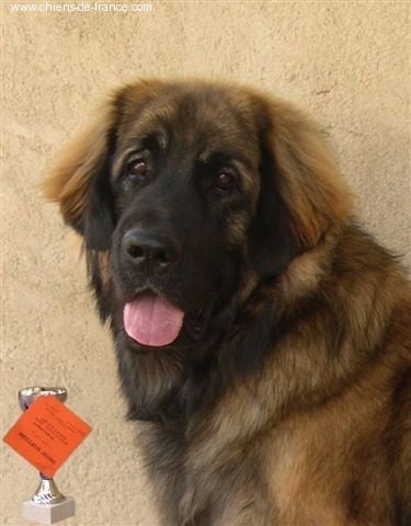 Cessna - sovereign von Mandelweg - 1er EXC en CJM et Meilleur Jeune