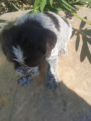 Les chiots de Griffon d'arrêt à poil dur Korthals