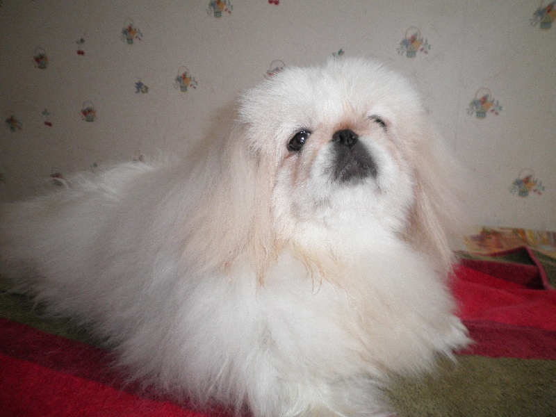 Fair lady snow du jardin de vatsana