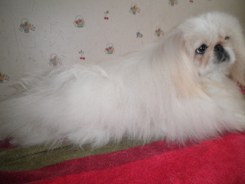 Fair lady snow du jardin de vatsana