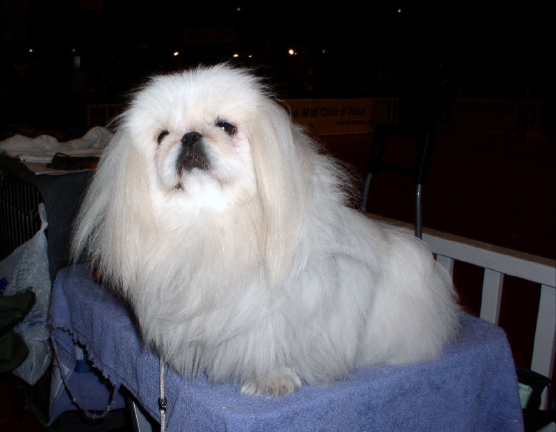 Fair lady snow du jardin de vatsana