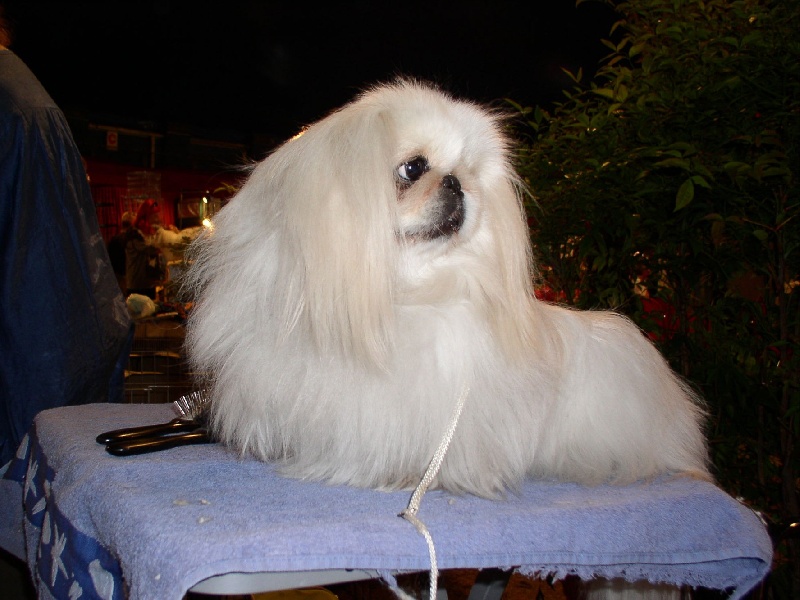 Fair lady snow du jardin de vatsana