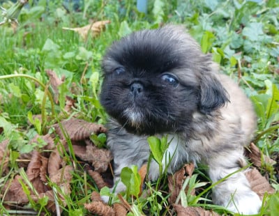 Les chiots de Pekinois