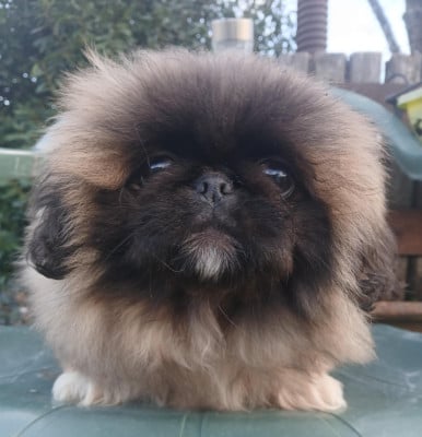 Les chiots de Pekinois
