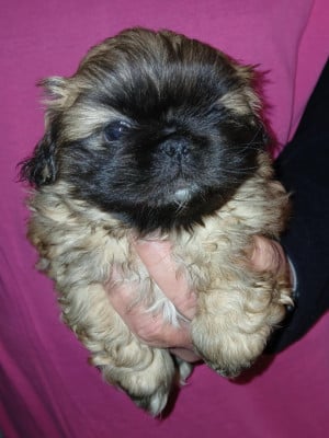 Les chiots de Pekinois