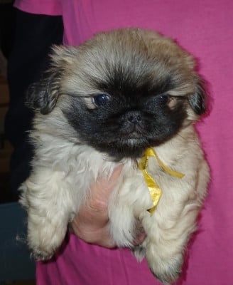 Les chiots de Pekinois