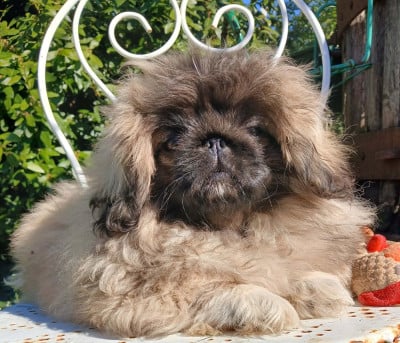 Les chiots de Pekinois