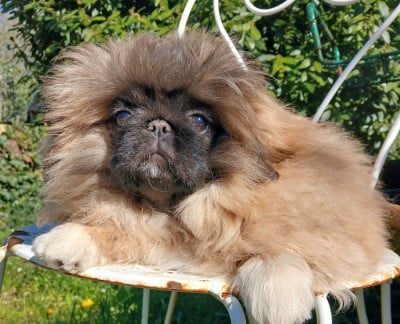 Les chiots de Pekinois